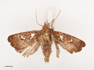  ( - CBG-A40148-E12)  @11 [ ] CreativeCommons - Attribution Share - Alike (2024) CBG Photography Group Centre for Biodiversity Genomics