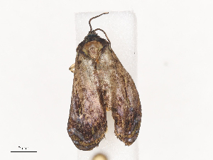  (tortMalaise9434 - CBG-A40211-A09)  @11 [ ] CreativeCommons - Attribution Share - Alike (2024) CBG Photography Group Centre for Biodiversity Genomics