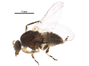  (Simulium pulverulentum - BIOUG17871-B11)  @14 [ ] CreativeCommons - Attribution (2017) CBG Photography Group Centre for Biodiversity Genomics