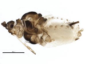  (Aphis ichigocola - BIOUG14054-E03)  @13 [ ] CreativeCommons - Attribution (2014) CBG Photography Group Centre for Biodiversity Genomics