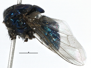  (Neomyia timorensis - BIOUG14140-H06)  @12 [ ] CreativeCommons - Attribution (2014) CBG Photography Group Centre for Biodiversity Genomics