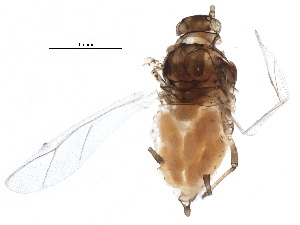  (Aphis kurosawai - BIOUG14206-D06)  @13 [ ] CreativeCommons - Attribution (2015) CBG Photography Group Centre for Biodiversity Genomics