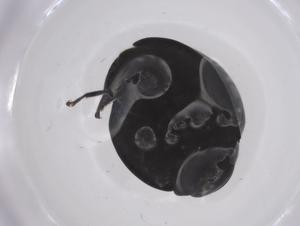  ( - CBG-A62958-B09)  @11 [ ] CreativeCommons - Attribution Share - Alike (2025) Centre for Biodiversity Genomics Centre for Biodiversity Genomics