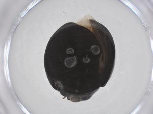  ( - CBG-A62959-B05)  @11 [ ] CreativeCommons - Attribution Share - Alike (2025) Centre for Biodiversity Genomics Centre for Biodiversity Genomics