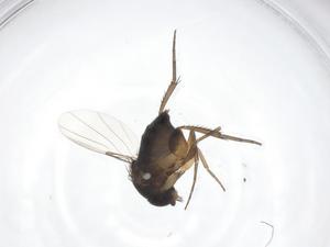  ( - CBG-A62952-C01)  @11 [ ] CreativeCommons - Attribution Share - Alike (2025) Centre for Biodiversity Genomics Centre for Biodiversity Genomics