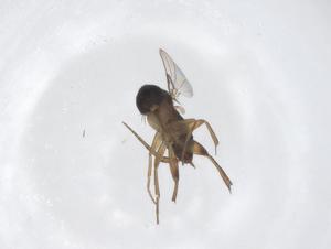  ( - CBG-A64316-E05)  @11 [ ] CreativeCommons - Attribution Share - Alike (2025) Centre for Biodiversity Genomics Centre for Biodiversity Genomics