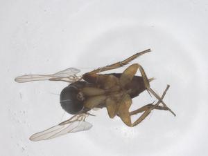  ( - CBG-A64326-F10)  @11 [ ] CreativeCommons - Attribution Share - Alike (2025) Centre for Biodiversity Genomics Centre for Biodiversity Genomics