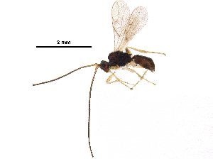  ( - BIOUG18700-F07)  @13 [ ] CreativeCommons - Attribution (2017) CBG Photography Group Centre for Biodiversity Genomics