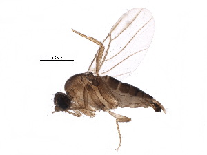  (Metopina_group - BIOUG18769-D06)  @15 [ ] CreativeCommons - Attribution (2015) CBG Photography Group Centre for Biodiversity Genomics