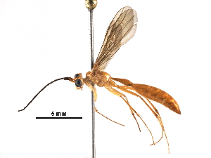  ( - BIOUG18885-A07)  @12 [ ] CreativeCommons - Attribution (2016) CBG Photography Group Centre for Biodiversity Genomics