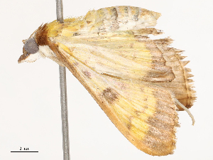  ( - CBG-B02342-G08)  @11 [ ] CreativeCommons - Attribution Share - Alike (2025) CBG Photography Group Centre for Biodiversity Genomics