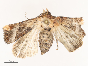  ( - CBG-B02495-G09)  @11 [ ] CreativeCommons - Attribution Share - Alike (2025) CBG Photography Group Centre for Biodiversity Genomics