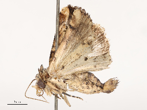  ( - CBG-B02495-G11)  @11 [ ] CreativeCommons - Attribution Share - Alike (2025) CBG Photography Group Centre for Biodiversity Genomics