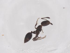  ( - CBG-B04091-B07)  @11 [ ] CreativeCommons - Attribution Share - Alike (2025) Centre for Biodiversity Genomics Centre for Biodiversity Genomics