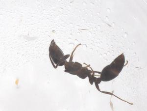  ( - CBG-B04091-C01)  @11 [ ] CreativeCommons - Attribution Share - Alike (2025) Centre for Biodiversity Genomics Centre for Biodiversity Genomics