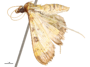  ( - CBG-B04111-G02)  @11 [ ] CreativeCommons - Attribution Share - Alike (2025) CBG Photography Group Centre for Biodiversity Genomics