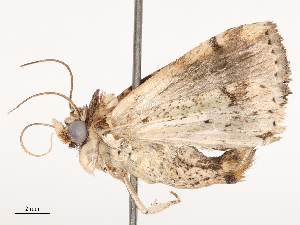  ( - CBG-B04140-F04)  @11 [ ] CreativeCommons - Attribution Share - Alike (2025) CBG Photography Group Centre for Biodiversity Genomics