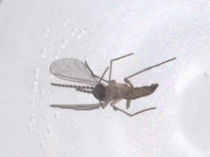  ( - CBG-B04150-F03)  @11 [ ] CreativeCommons - Attribution Share - Alike (2025) Centre for Biodiversity Genomics Centre for Biodiversity Genomics