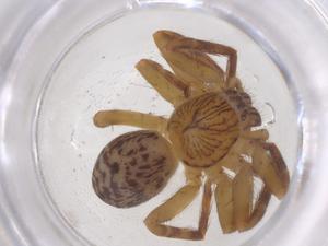  (Neostasina - CBG-B04153-H10)  @11 [ ] CreativeCommons - Attribution Share - Alike (2025) Centre for Biodiversity Genomics Centre for Biodiversity Genomics