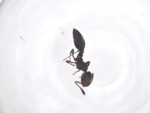  ( - CBG-B05032-H01)  @11 [ ] CreativeCommons - Attribution Share - Alike (2025) Centre for Biodiversity Genomics Centre for Biodiversity Genomics