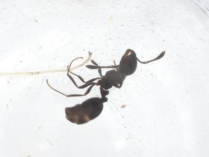  ( - CBG-B05033-C01)  @11 [ ] CreativeCommons - Attribution Share - Alike (2025) Centre for Biodiversity Genomics Centre for Biodiversity Genomics