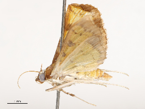  ( - CBG-B13560-E04)  @11 [ ] CreativeCommons - Attribution Share - Alike (2025) CBG Photography Group Centre for Biodiversity Genomics