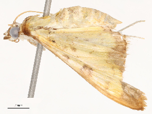  ( - CBG-B13560-G09)  @11 [ ] CreativeCommons - Attribution Share - Alike (2025) CBG Photography Group Centre for Biodiversity Genomics