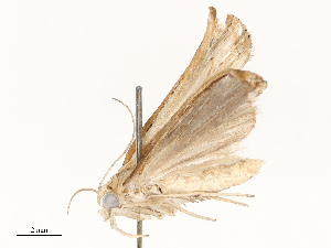 ( - CBG-B15211-G06)  @11 [ ] CreativeCommons - Attribution Share - Alike (2025) CBG Photography Group Centre for Biodiversity Genomics