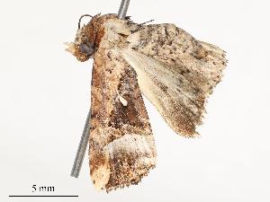  ( - CBG-B21222-C02)  @11 [ ] CreativeCommons - Attribution Share - Alike (2025) CBG Photography Group Centre for Biodiversity Genomics