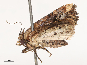  ( - CBG-B21222-G11)  @11 [ ] CreativeCommons - Attribution Share - Alike (2025) CBG Photography Group Centre for Biodiversity Genomics