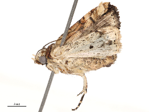  ( - CBG-B21233-C05)  @11 [ ] CreativeCommons - Attribution Share - Alike (2025) CBG Photography Group Centre for Biodiversity Genomics