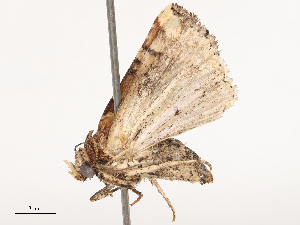  ( - CBG-B21233-F03)  @11 [ ] CreativeCommons - Attribution Share - Alike (2025) CBG Photography Group Centre for Biodiversity Genomics