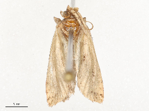  ( - CBG-B22884-A04)  @11 [ ] CreativeCommons - Attribution Share - Alike (2025) CBG Photography Group Centre for Biodiversity Genomics