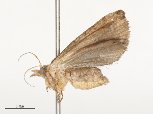  ( - CBG-B22884-A07)  @11 [ ] CreativeCommons - Attribution Share - Alike (2025) CBG Photography Group Centre for Biodiversity Genomics