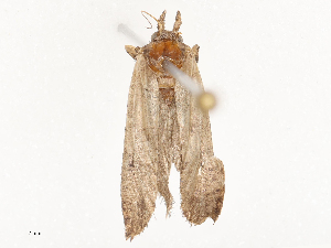  ( - CBG-B22884-B07)  @11 [ ] CreativeCommons - Attribution Share - Alike (2025) CBG Photography Group Centre for Biodiversity Genomics