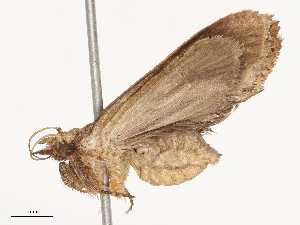  ( - CBG-B22884-G11)  @11 [ ] CreativeCommons - Attribution Share - Alike (2025) CBG Photography Group Centre for Biodiversity Genomics