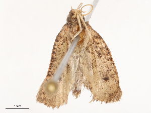  ( - CBG-B22884-G12)  @11 [ ] CreativeCommons - Attribution Share - Alike (2025) CBG Photography Group Centre for Biodiversity Genomics