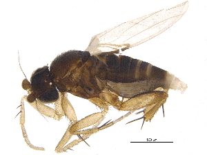  (Coniceromyia - BIOUG17953-G02)  @14 [ ] CreativeCommons - Attribution (2015) CBG Photography Group Centre for Biodiversity Genomics