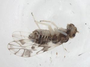  (Sphaeropsocidae - CBG-A14494-C10)  @11 [ ] CreativeCommons - Attribution Share - Alike (2023) Centre for Biodiversity Genomics Centre for Biodiversity Genomics