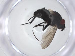  ( - CBG-A14781-G07)  @11 [ ] CreativeCommons - Attribution Share - Alike (2023) Centre for Biodiversity Genomics Centre for Biodiversity Genomics