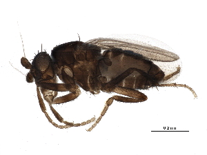  (Rudolfina exuberata - BIOUG17489-D03)  @12 [ ] CreativeCommons - Attribution (2015) CBG Photography Group Centre for Biodiversity Genomics