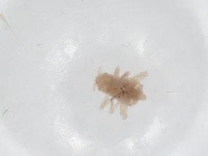  ( - CBG-A30212-E05)  @11 [ ] CreativeCommons - Attribution Share - Alike (2024) Centre for Biodiversity Genomics Centre for Biodiversity Genomics