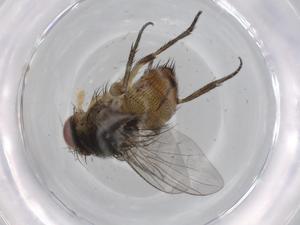  (Ceromya Malaise2738 - BIOUG67696-D06)  @11 [ ] CreativeCommons - Attribution (2021) Centre for Biodiversity Genomics Centre for Biodiversity Genomics