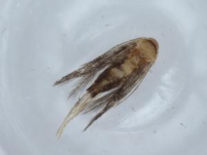  ( - BIOUG67899-C01)  @11 [ ] CreativeCommons - Attribution (2021) Centre for Biodiversity Genomics Centre for Biodiversity Genomics