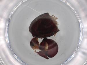  ( - BIOUG68236-G01)  @11 [ ] CreativeCommons - Attribution (2021) Centre for Biodiversity Genomics Centre for Biodiversity Genomics