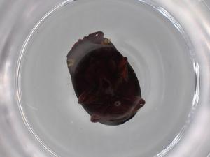  ( - BIOUG68709-H07)  @11 [ ] CreativeCommons - Attribution (2021) Centre for Biodiversity Genomics Centre for Biodiversity Genomics