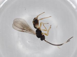  ( - BIOUG68716-D10)  @11 [ ] CreativeCommons - Attribution (2021) Centre for Biodiversity Genomics Centre for Biodiversity Genomics