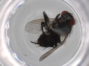  ( - BIOUG68740-A05)  @11 [ ] CreativeCommons - Attribution (2021) Centre for Biodiversity Genomics Centre for Biodiversity Genomics