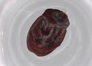  ( - BIOUG68758-G04)  @11 [ ] CreativeCommons - Attribution (2021) Centre for Biodiversity Genomics Centre for Biodiversity Genomics