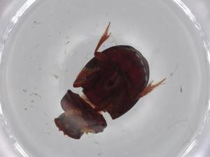  ( - BIOUG68792-E02)  @11 [ ] CreativeCommons - Attribution (2021) Centre for Biodiversity Genomics Centre for Biodiversity Genomics